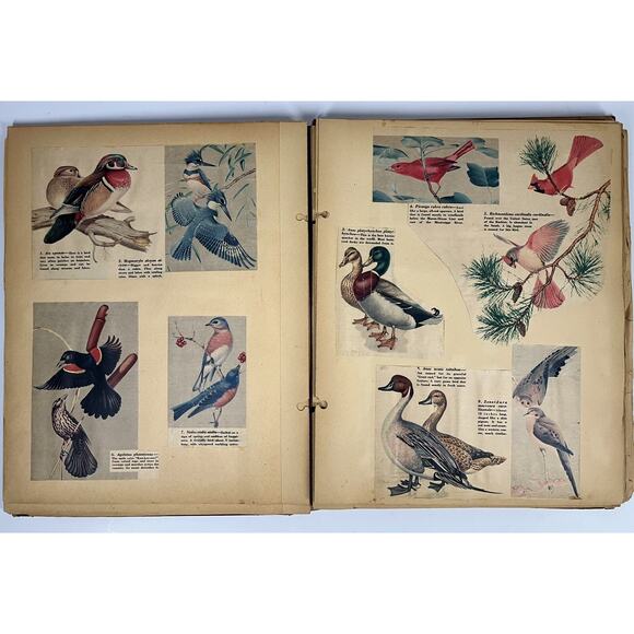 Vintage 1950s 60s Animal Clippings Scrapbook Animals Dogs Cats Birds Butterflies - Picture 1 of 16